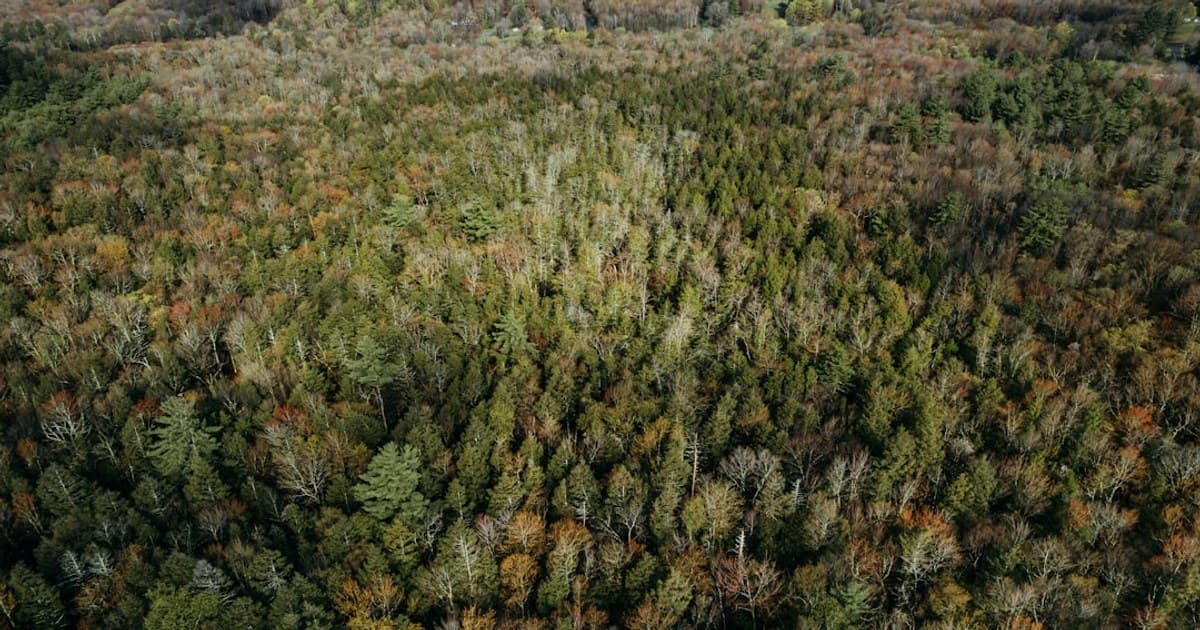 CBD Oil Benefits: What the Research Supports (and What It Doesn't)