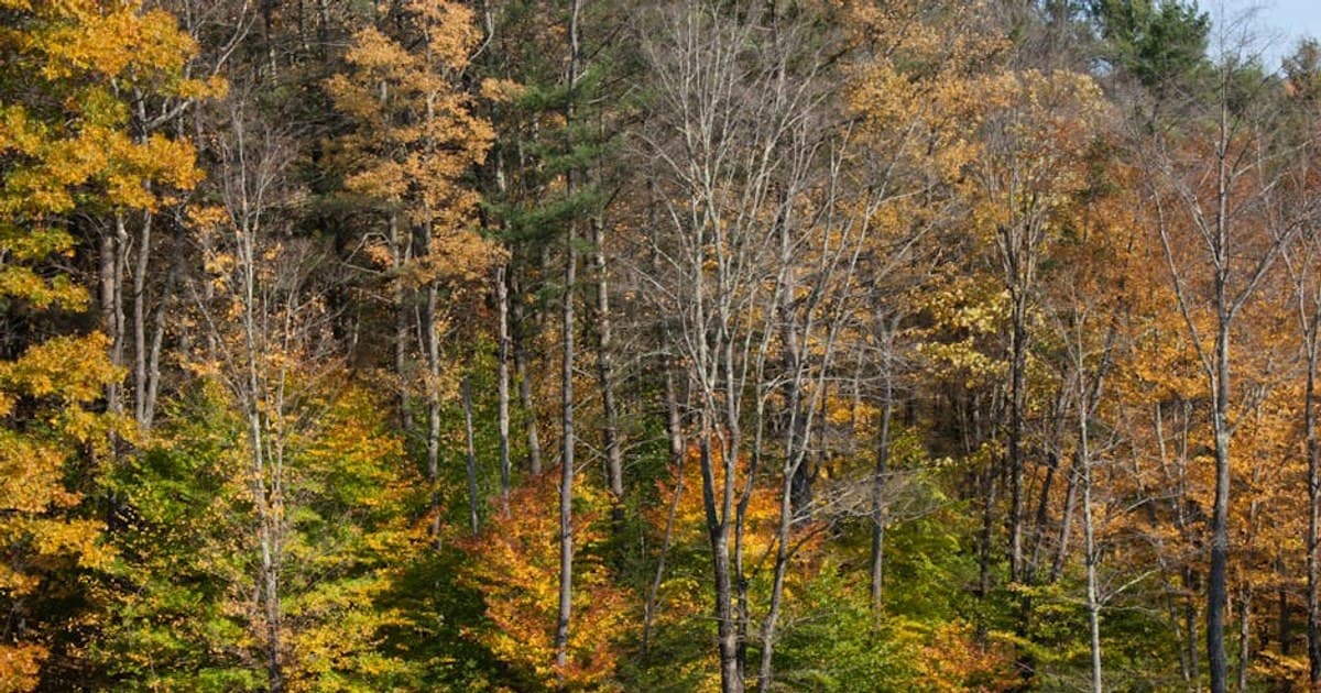 The Complete Guide to Cannabis in the Catskills & Hudson Valley (2026)