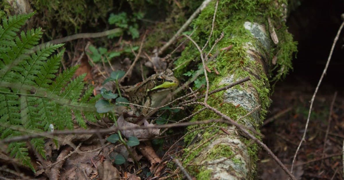 Licensed vs. Unlicensed Dispensaries in New York — How to Tell the Difference