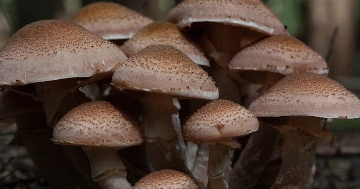 Edibles Dosing for Beginners — A Practical Guide for New York Adult Consumers