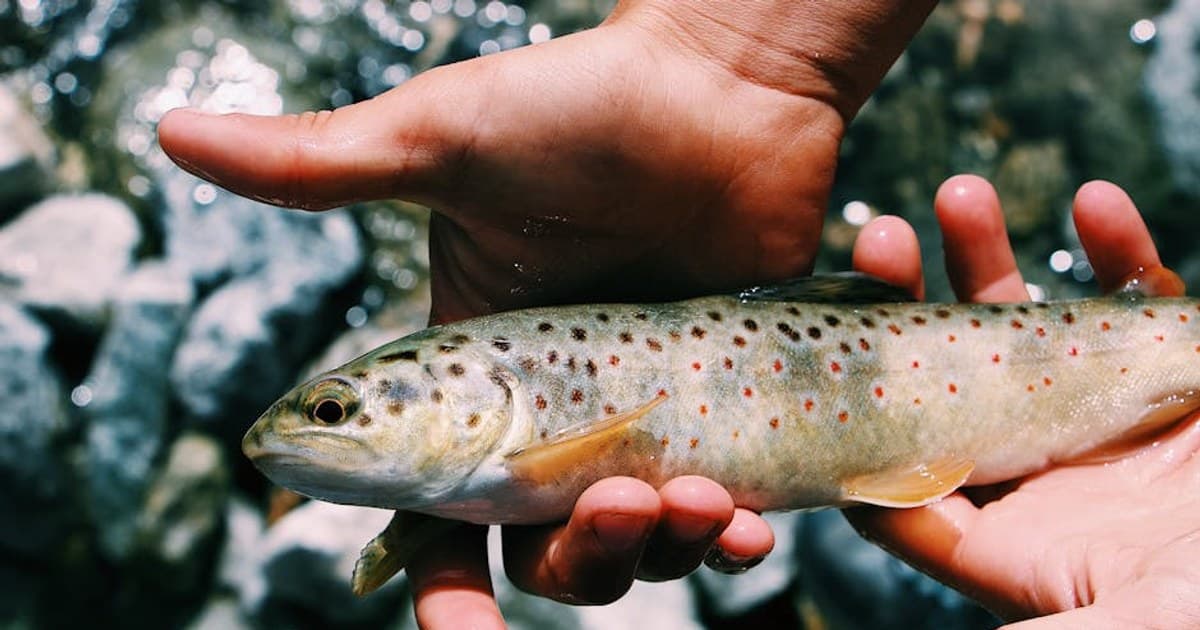 Fly-Fishing the Catskills with Cannabis — A Practical Guide to the Beaverkill, Willowemoc & Delaware System