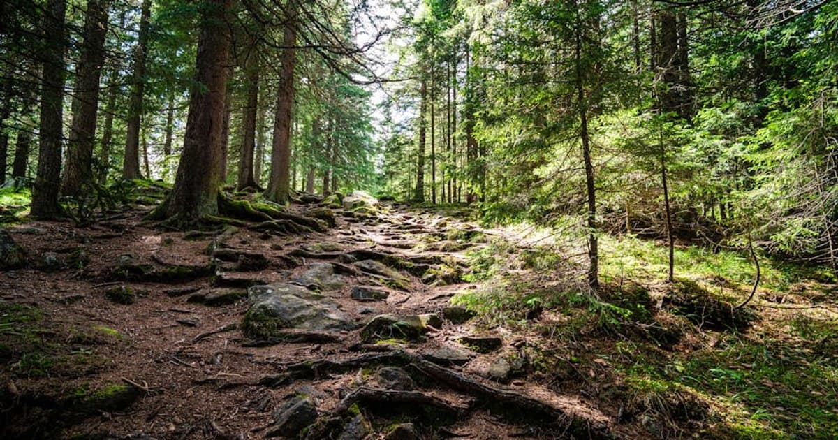 Cannabis & Hiking the Catskills — Responsible Use, Trail Planning & What to Know