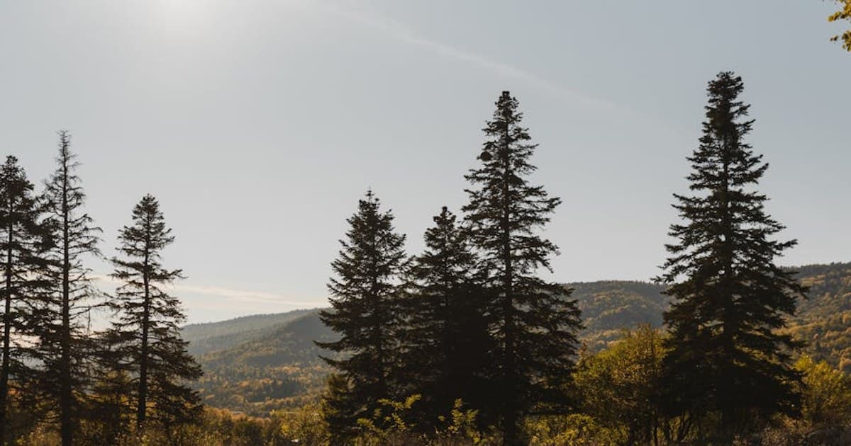 Maverick Concerts — The Oldest Continuous Summer Chamber-Music Festival in America