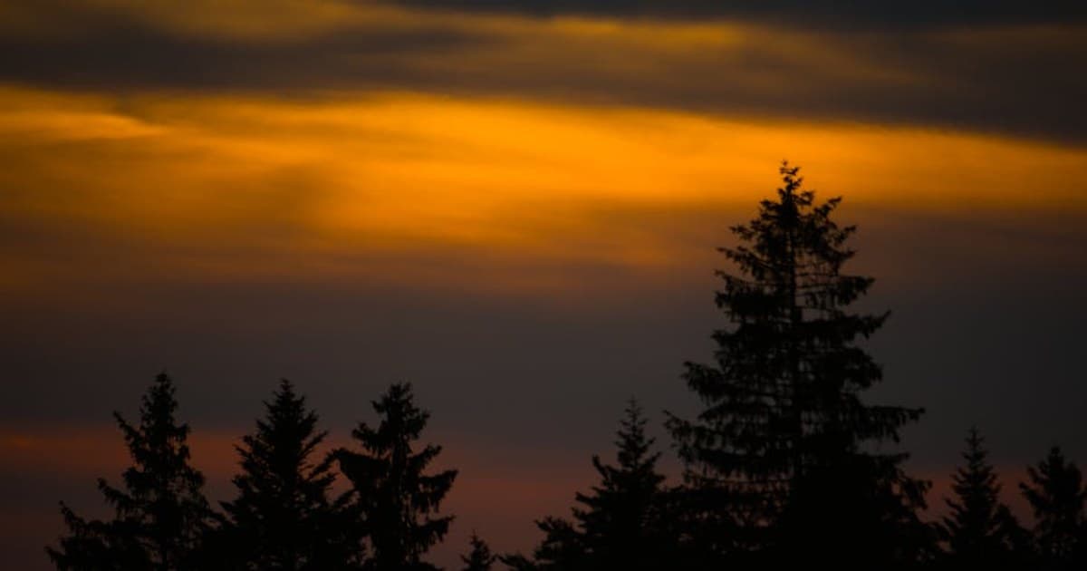Forest Bathing Spots for a Quiet Afternoon in the Catskills