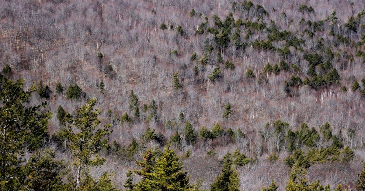 The East Branch Delaware — Public Access and Seasonal Hatches