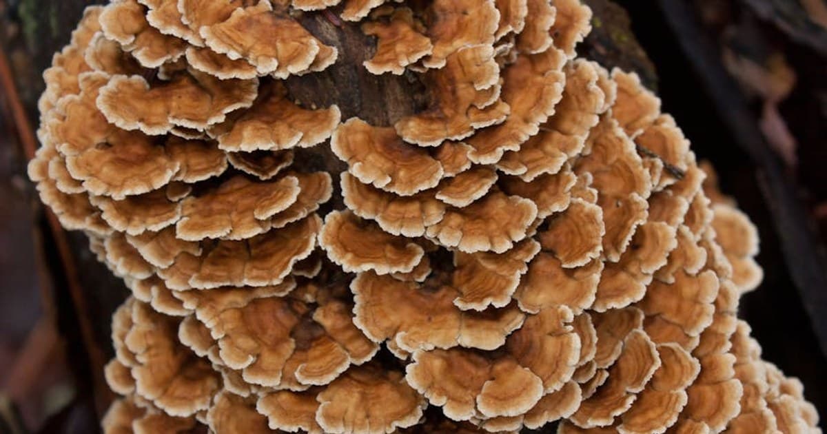 Woodstock — The Artist-Colony Weekend the 1969 Festival Accidentally Overshadowed