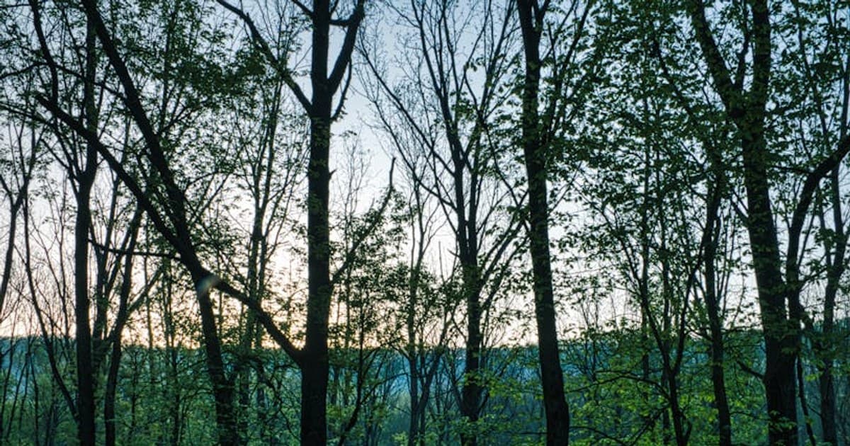 A Narrowsburg DVAA Weekend — Film, Music, and the Delaware at Its Cultural Edge