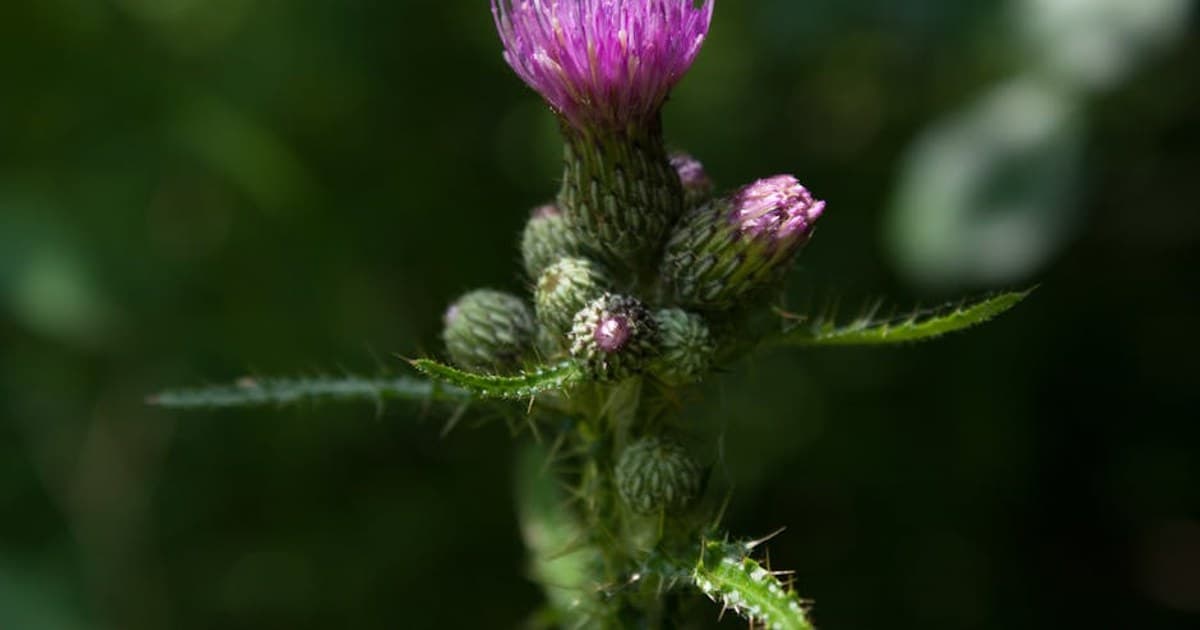 Roscoe — Trout Town, USA, With Cannabis in Tow