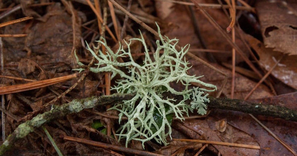 Cannabis Lab Testing: How Products Are Tested for Safety and Potency