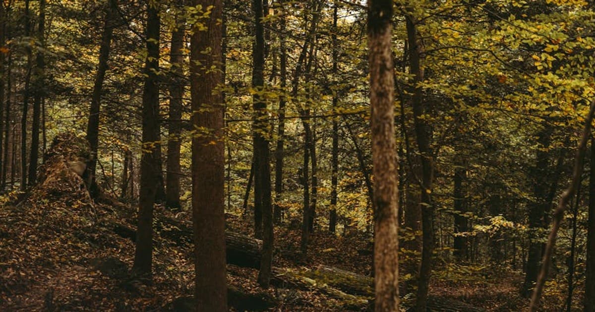 Cannabis for Arthritis: Research on Cannabinoids and Joint Pain