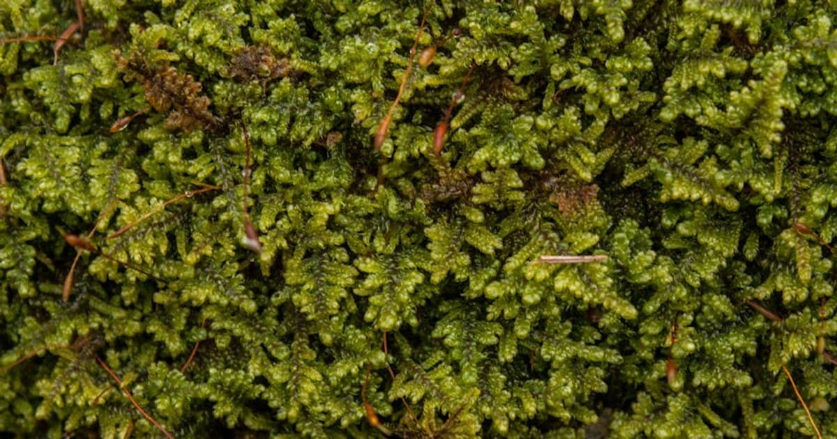 What Is Cannabis? A Complete Beginner's Guide