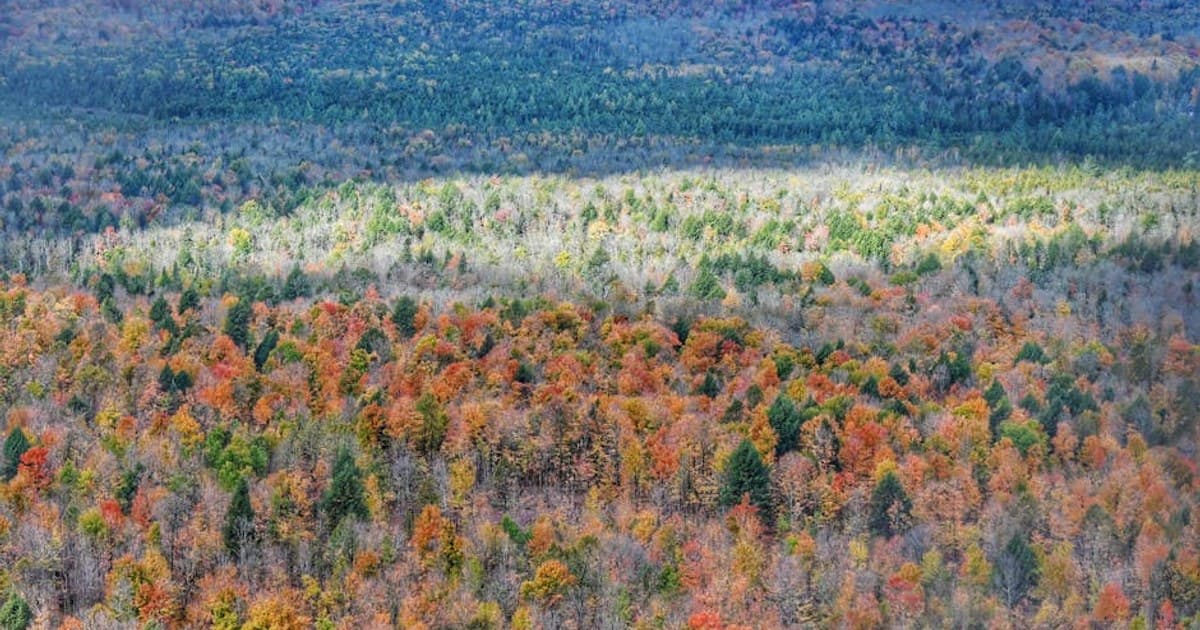 Live Resin vs. Live Rosin vs. Distillate: What's the Difference?