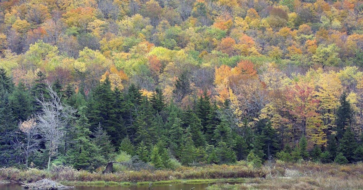 Cannabis Concentrates and Extracts: A Beginner's Overview