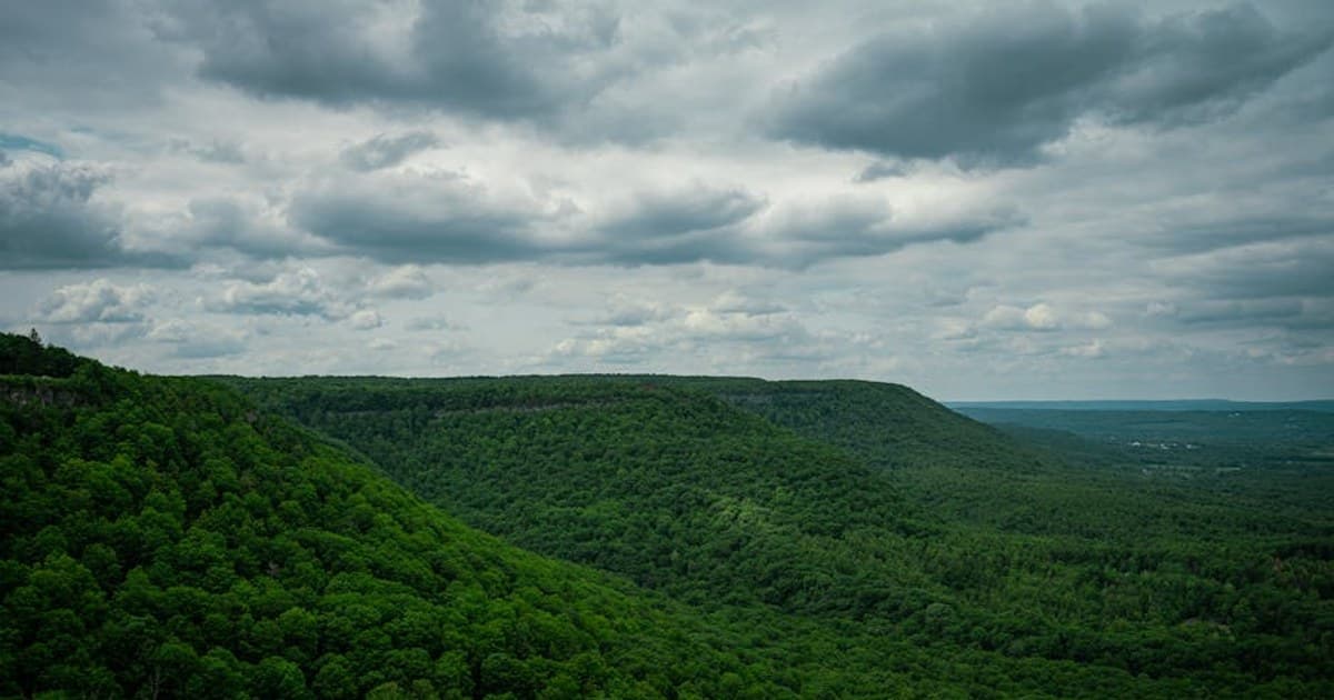 Cannabis and Opioid Reduction: What the Studies Show