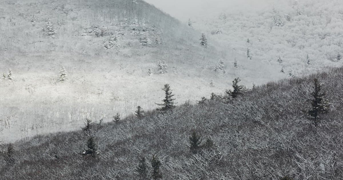 a snow covered mountain with trees on it