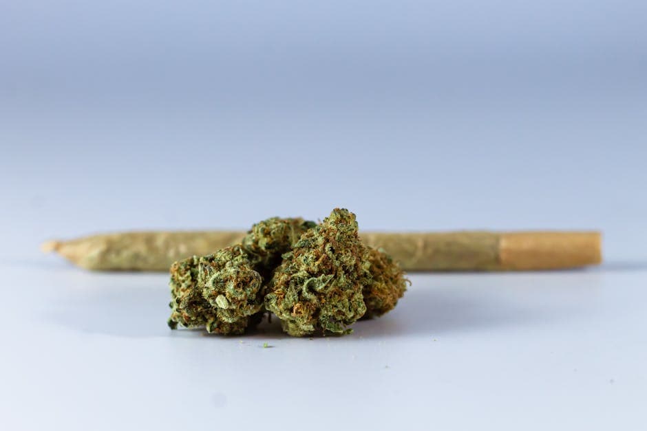 Close-up of marijuana buds and a rolled joint on a white background.